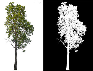 Poster - Isolated tree on white background with selected and path inside, alpha channel built in picture for brush and selection tree 