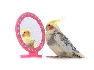 Wall Mural - parrot looks in the mirror isolated on white background