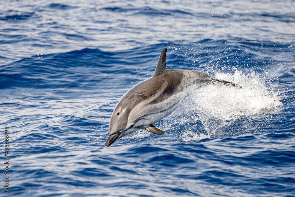 striped Dolphin while jumping in the deep blue sea - obrazy, fototapety, plakaty 