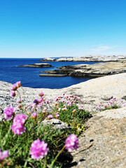 Sticker - Scenic shot of a sea surrounded by stone mountains full of pink flowers in Verdens Ende, Norway