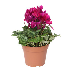 Canvas Print - Mini Cyclamen mauve en pot	