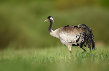 Canvas Print - Common crane bird close up ( Grus grus )