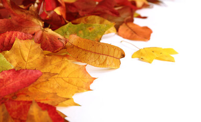 Canvas Print - Feuilles mortes en automne	