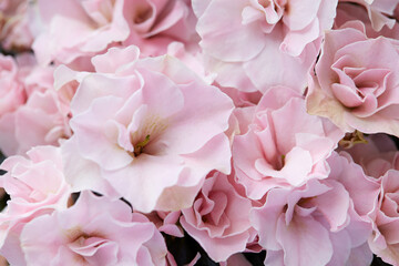 Wall Mural - double, pale pink azalea flowers macro texture background