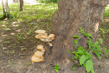 Cerioporus Squamosus, Also Known As Pheasant's Back Mushrooms And Dryad's Saddle, Is A Basidiomycete Bracket Fungus.