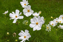 Blooming White Garden Cosmos (Cosmos Bipinnatus) Flowers On A Meadow