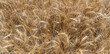 Reife braune Getreide-Ähren mit Grannen von oben in Nahaufnahme auf einem Feld