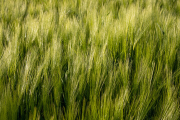 Wall Mural - a close-up of green wheat plants in a field