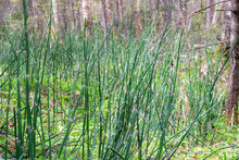 Abstract Natural Background With Green Young Common Reed Sprouts Or Phragmites Australis In Swampy Forest. Selective Focus