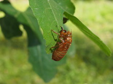 Brood X Cicada Shell On Fig Leaves