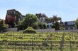 Les vignes de Montmartre dans le quartier Montmartre, ville de Paris, France
