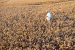 © Kzenon - Scientist doing field test of new GMO grain for better yield