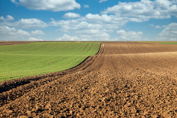 plowed field and young green wheat landscape