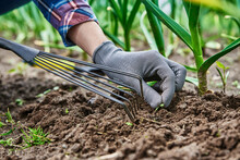 Gardener In Gloves Weeding Onion In Backyard Garden With Rake. Garden Work And Plant Care. Farmer Gardening And Harvesting