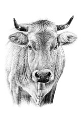 Wall Mural - Hand drawn cow portrait, sketch graphics monochrome illustration on white background