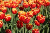 Fototapeta Tulipany - Czerwone wiosenne tulipany