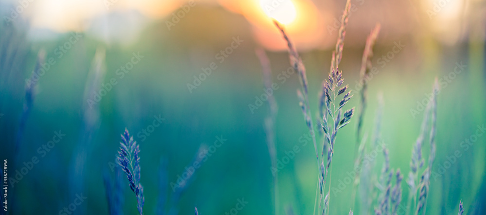 Abstract sunset banner field landscape of grass meadow on warm golden hour sunset or sunrise time. Tranquil spring summer nature closeup and blurred forest background. Idyllic nature scenery - obrazy, fototapety, plakaty 