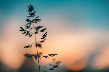 wild grass in the forest at sunset. macro image, shallow depth of field. abstract summer nature back