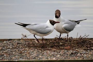 Wall Mural - A close up of a pair of Black Headed Gulls