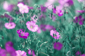 Wall Mural - purple flax flowers. beautiful summer art image of nature. selective soft focus.