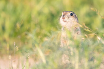 Wall Mural - Ground squirrel Spermophilus pygmaeus in the wild