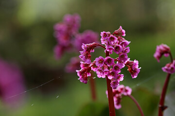 Wall Mural - Blooming bergenia in the evening light