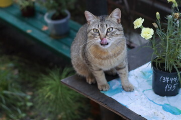 Poster - cat in the garden