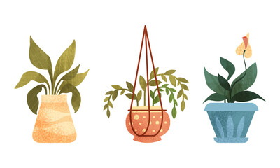 Sticker - Collection of Indoor Plants in Pots, Home or Office Cozy Interior Design Flat Vector Illustratio