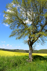 Canvas Print - blühender Baum und Rapsfelder in der Eifel