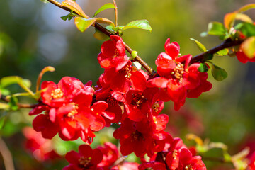 Wall Mural - Red flowers of blooming bush of quince in the garden, springtime