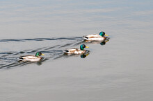 Three Ducks Swimming Together In Calm Water Leaving A Wake Behind Them