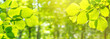 Spring landscape, background, banner - view of the hazel leaves on the branch in the deciduous forest on a sunny day, close up, with space for text