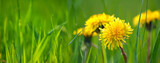 Fototapeta  - Selective focus close-up of the yellow dandelions on spring meadow, banner. Yellow flowers in green grass on the field. Taraxacum officinale