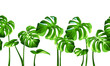 Vector horizontal tropical seamless border with green monstera leaves.