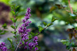 Purple lilac branch in the garden