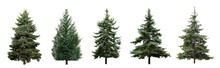 Beautiful Evergreen Fir Trees On White Background, Collage. Banner Design