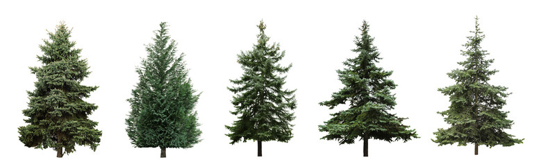 beautiful evergreen fir trees on white background, collage. banner design