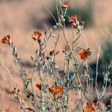 Orange Flowers Of Globe Mallow Are Widespread In The American Southwest In Spring