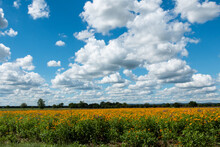 Field Of Black Eyed Susans Under Fluffy White Clouds And Blue Sky In Texas