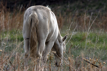 Sticker - Wild white horse atop the mesa at Mesa Verde National Park in Colorado