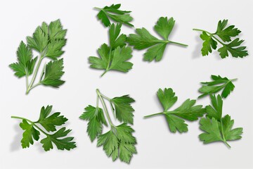 Poster - Cilantro.