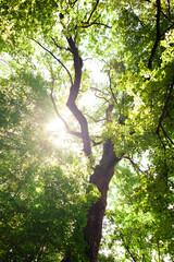 Poster - Forest trees. nature green wood sunlight backgrounds..