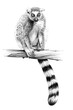 Hand drawn  lemur on branch, sketch graphics monochrome illustration on white background