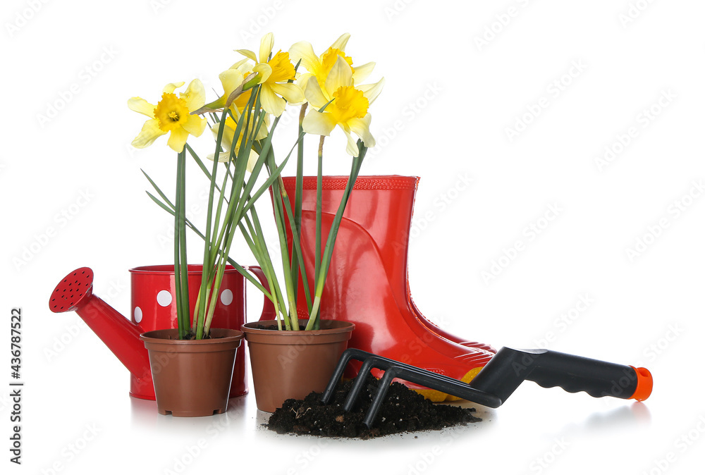 Gardening tools with narcissus plants on white background