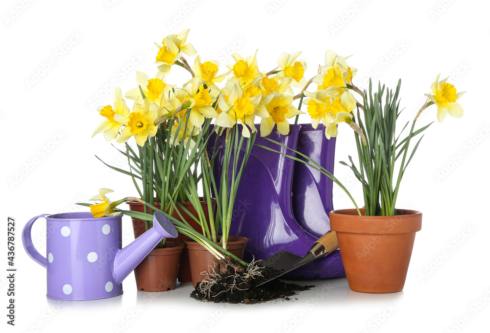 Gardening tools with narcissus plants on white background