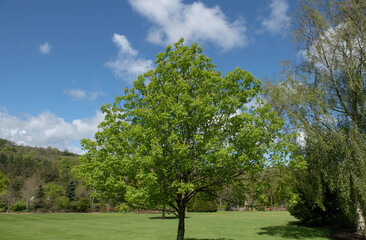 Lush Green Spring Foliage of an Ohio Buckeye Tree (Aesculus glabra 'October Red') Growing in a Garden in Rural Devon, England, UK