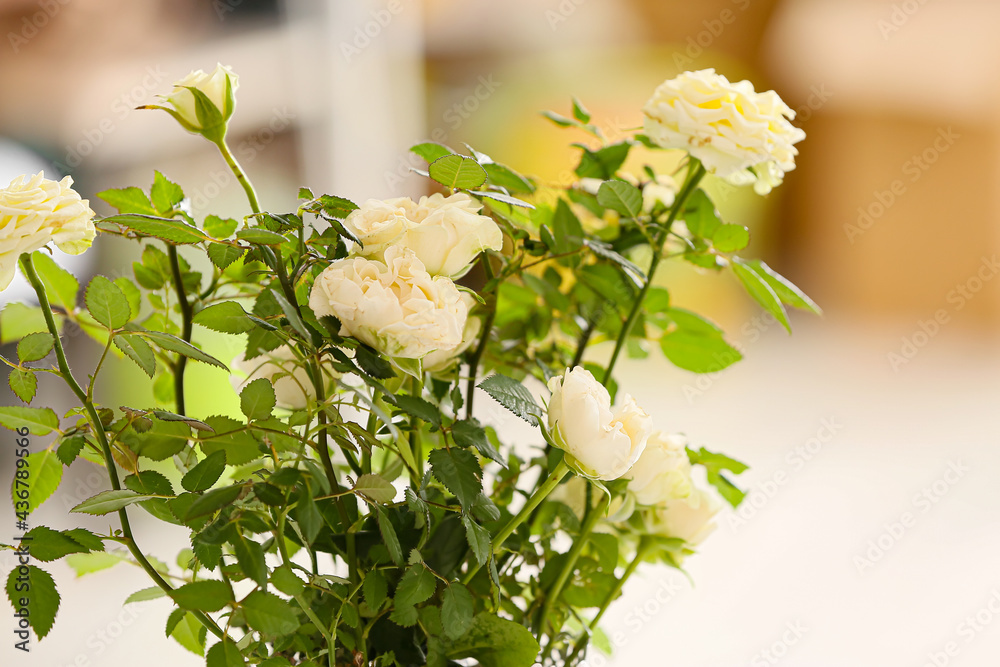 Beautiful white roses in pot, closeup