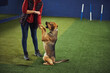 © Svitlana - Canine undergoing the obedience training with an experienced handler