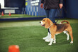 © Svitlana - Female trainer teaching an obedient cute beagle the Heel command