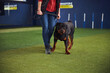 © Svitlana - Beautiful calm black and mahogany Rottweiler at a training session